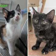 Maggie and Mabel
