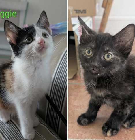Maggie and Mabel