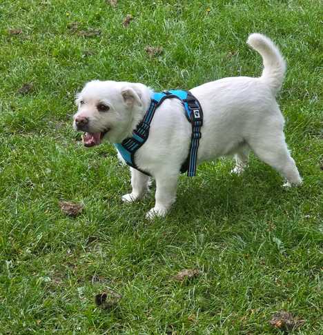 Rudi, a 9 years old male Pug X available for adoption from Harleys Hounds in Staffordshire