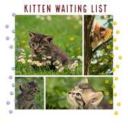 Waiting list for kittens