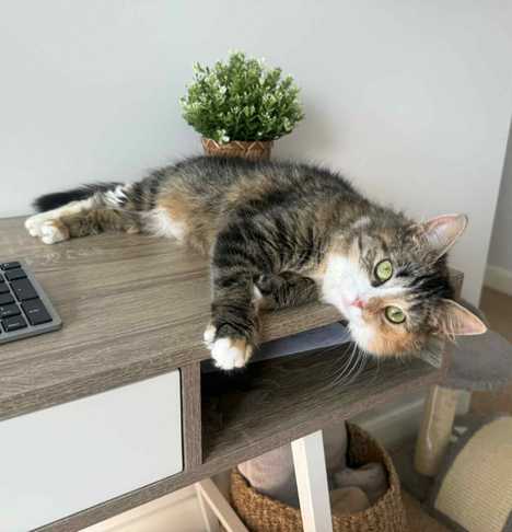 Bella