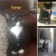 Sooty Sweep and Topsy