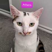 Athena