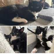 Batman, Robin and Alfred