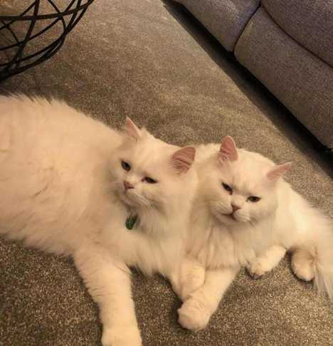 Endy and Elliott