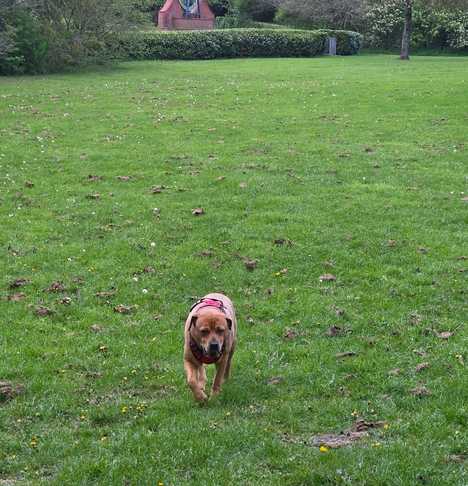 Yogi, a 10 years old male Pug X available for adoption from Harleys Hounds in Staffordshire