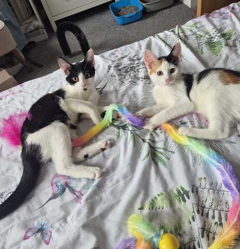 Pepper and Paprika