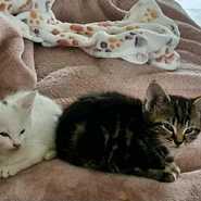 Gandalf and Frodo