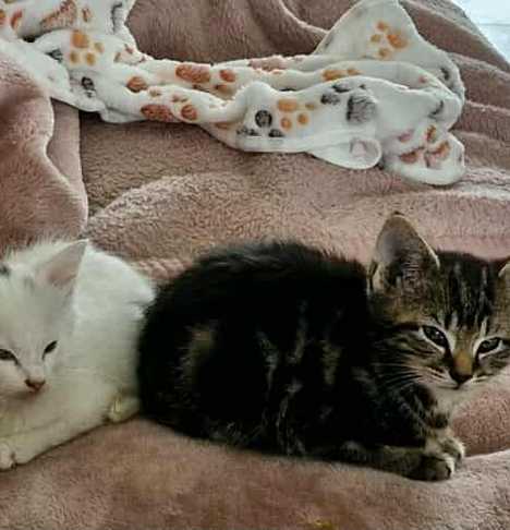 Gandalf and Frodo