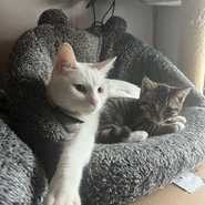 Luna and Eclipse
