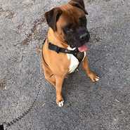 Bruno