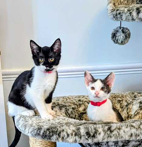 Bert and Ernie