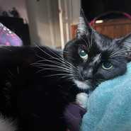 Kitty