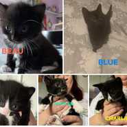 Beau and Blue