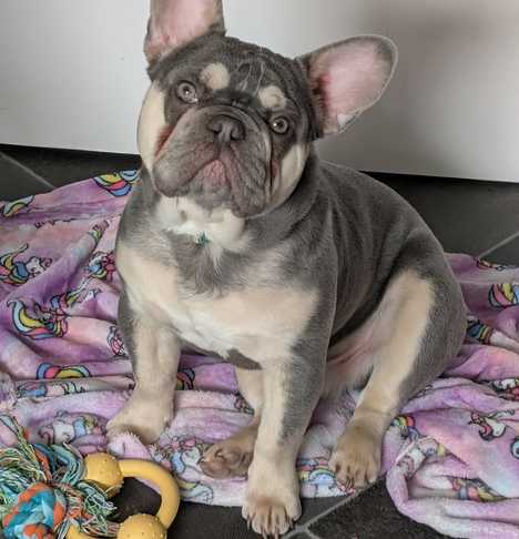 Duke