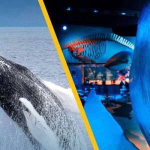 Whale Watching & Whales of Iceland Exhibition