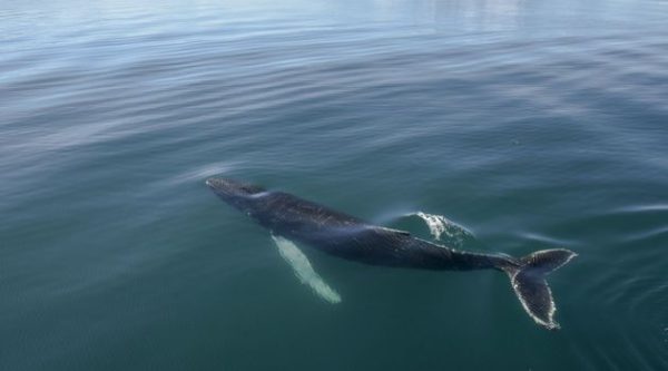 Akureyri Express Whales & Eyjafjord - Image 5