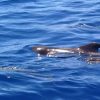 3-Hour Boat Trip from Costa Adeje in Tenerife - Image 2