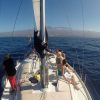 3-Hour Boat Trip from Costa Adeje in Tenerife - Image 4