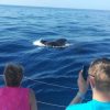 3-Hour Boat Trip from Costa Adeje in Tenerife - Image 7
