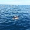 3-Hour Boat Trip from Costa Adeje in Tenerife - Image 9