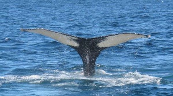 Book Whale Watching 2 hours