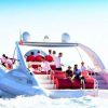 Luxury Opera 60 Whale & Dolphin Watching Experience