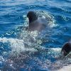 Kailani All Inclusive Private Charter - Image 6