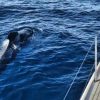 Kailani All Inclusive Private Charter - Image 10