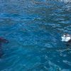 Advanced diving course in La Restinga - Image 3