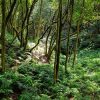 3-Hour Hiking Route at Roque Taborno in Tenerife - Image 7