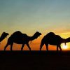 E-Scooter Tour & Camel Safari : Visit 3 Hours Maspalomas Dunes & Meloneras Beach - Image 3