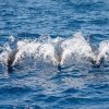 Whale and Dolphin Watching Yacht Trip in Puerto Colón - Image 3