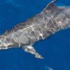 Whale and Dolphin Watching Yacht Trip in Puerto Colón - Image 4
