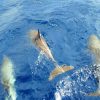 Whale and Dolphin Watching Yacht Trip in Puerto Colón - Image 6