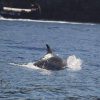 Tenerife: 2 Hour Jet Ski Safari - Image 2