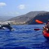 Tenerife: Kayaking, Snorkeling & Swimming with Dolphins and Watching