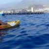 Tenerife: Kayaking, Snorkeling & Swimming with Dolphins and Watching - Image 2