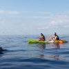 Tenerife: Kayaking, Snorkeling & Swimming with Dolphins and Watching - Image 5