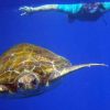 Tenerife: Kayaking, Snorkeling & Swimming with Dolphins and Watching - Image 6