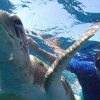 Tenerife: Kayaking, Snorkeling & Swimming with Dolphins and Watching - Image 8
