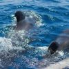 Tenerife: Premium Yacht Private Charter - Image 10