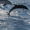 Tenerife: Premium Yacht Private Charter - Image 11