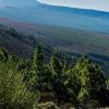 Tenerife: Island Tour - Image 5