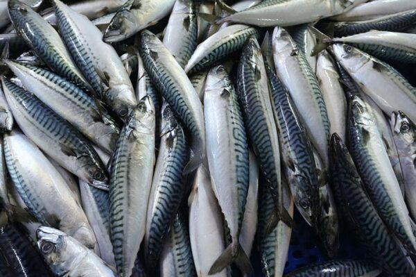 Mackerel - Makríll 10kg