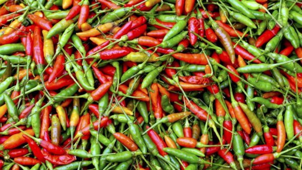 Laos chili 200gr
