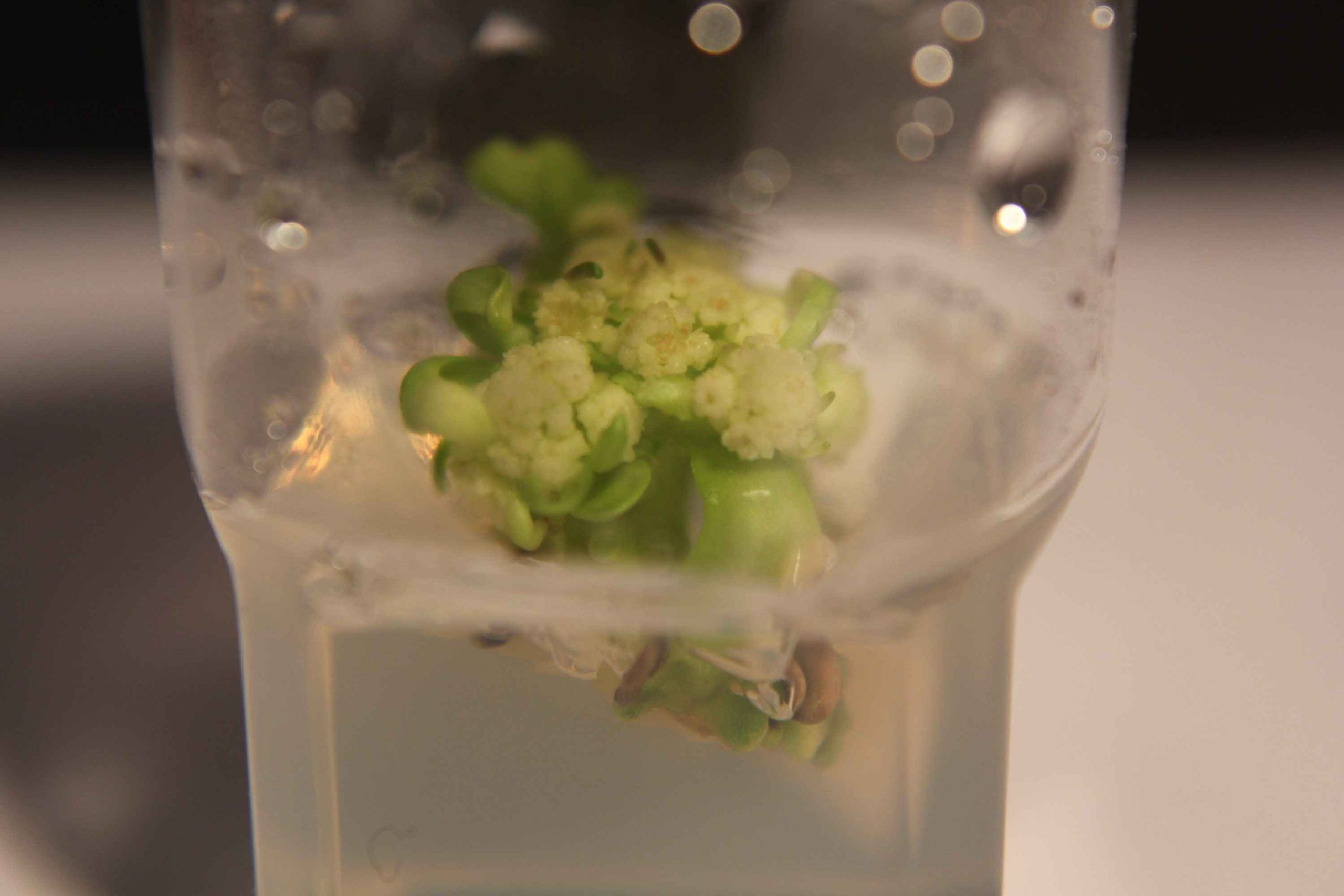 Cauliflower Cloning Tissue Culture and Micropropagation Science