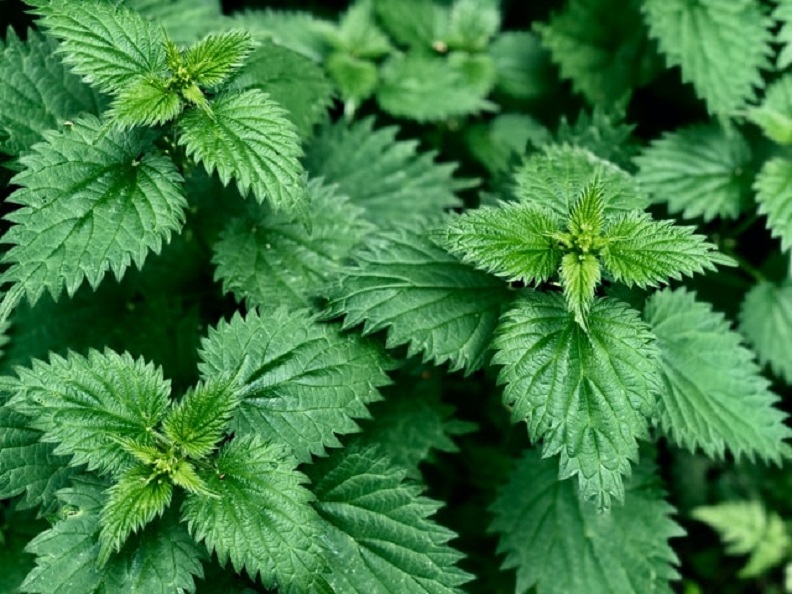 Nettles for skin