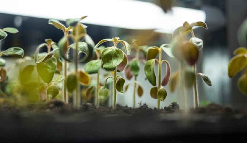 experiment for germination of seeds