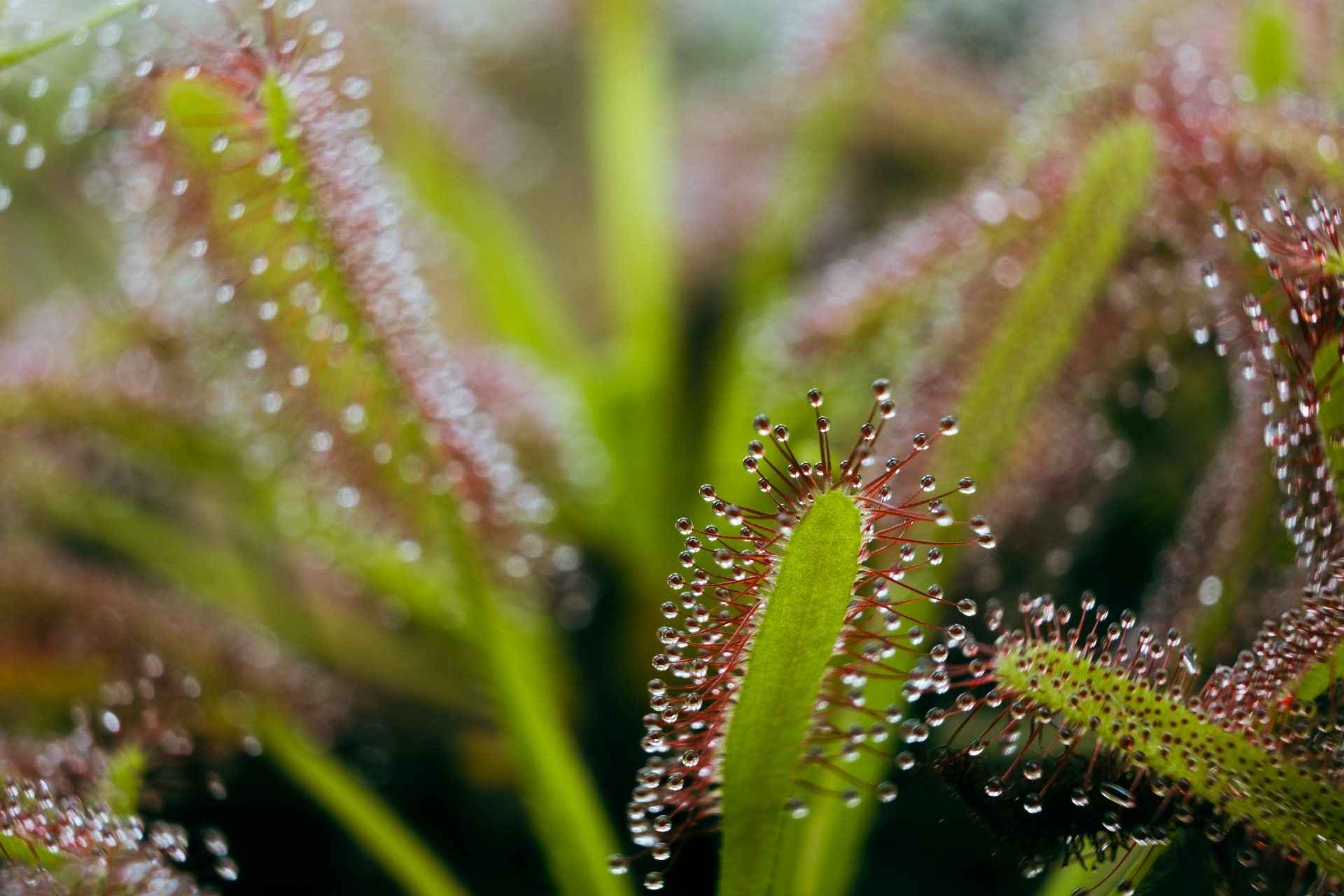 sundew plant